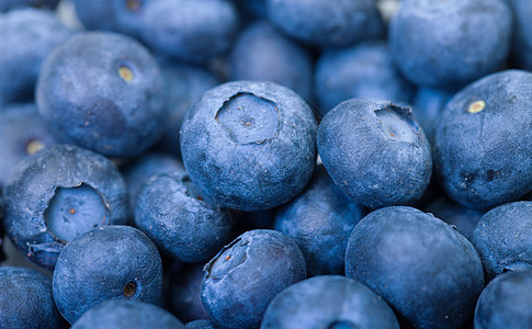新鲜蓝莓收获采摘收成水果浆果食物蓝色宏观图片