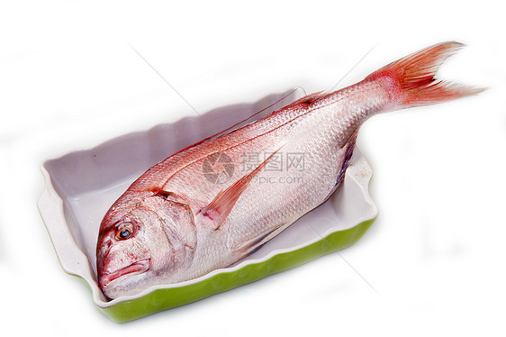 一只孤立在白色上的烘烤锡中的松鼠红鱼图片