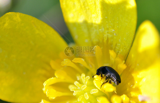 错误的宏天线动物害虫蜻蜓白色生活红色眼睛黄色蜜蜂图片