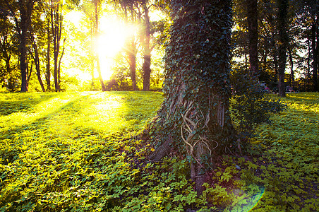 清晨有林 日光照耀光束森林季节太阳光分支机构林地环境风景荒野树干图片