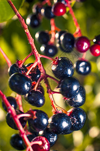 阿罗亚水果团体枝条荒野黑色衬套宏观叶子花园绿色食物图片