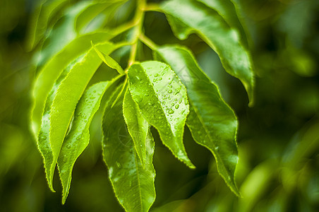 叶子上的水滴植物群草地雨滴草本植物生活植物宏观环境生态生长图片