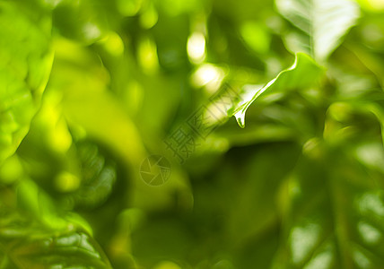 工厂生活植物季节花园环境叶子公园绿色植物群宏观图片