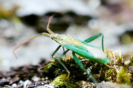 错误的宏天线生活绿色动物漏洞昆虫蜻蜓蜜蜂红色野生动物图片
