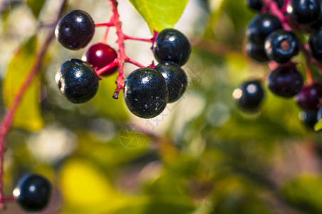 阿罗亚水果黑色枝条白色绿色花园浆果叶子食物荒野衬套图片