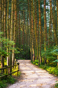 木木路径踪迹木头途径植物季节公园步道小路环境太阳光图片