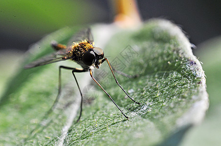 错误的宏捕食者白色漏洞生活蜻蜓蜜蜂昆虫公园天线野生动物图片