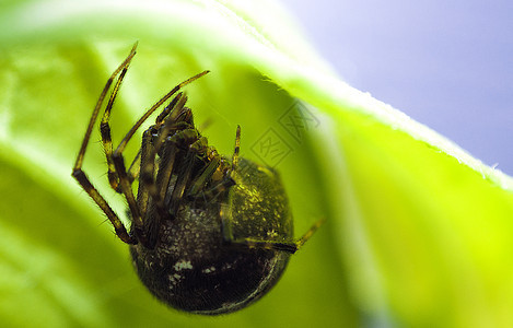 错误的宏昆虫动物绿色白色红色生活害虫眼睛蜻蜓天线图片