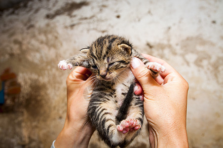 年青猫猫猫咪宠物猫科女性谷仓稻草农业小猫头发喜悦图片