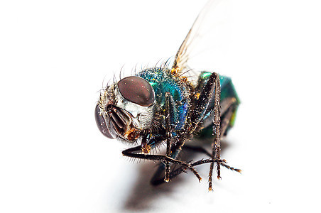 错误的宏野生动物黄色昆虫蜻蜓捕食者害虫绿色蜜蜂动物天线图片