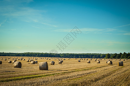 草篮国家大麦农田场地玉米风景粮食蓝色草地小麦图片