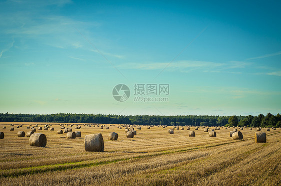 草篮国家大麦农田场地玉米风景粮食蓝色草地小麦图片