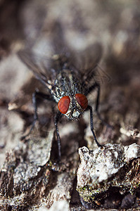 错误的宏红色生活捕食者蜜蜂眼睛翅膀白色昆虫公园动物图片