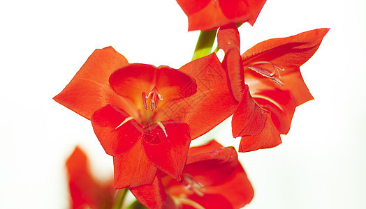 红花季节花园格柏花瓣植物学植物群植物工作室宏观雏菊图片