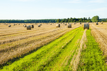 草篮干草收成太阳植物生长食物小麦玉米草地天空图片