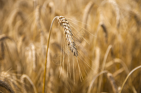 年幼小麦耳朵金子场地食物面包玉米收成粮食谷物种子图片