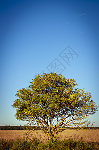 农村的树木植物草地橡木场地天空地平线生态力量叶子树干图片