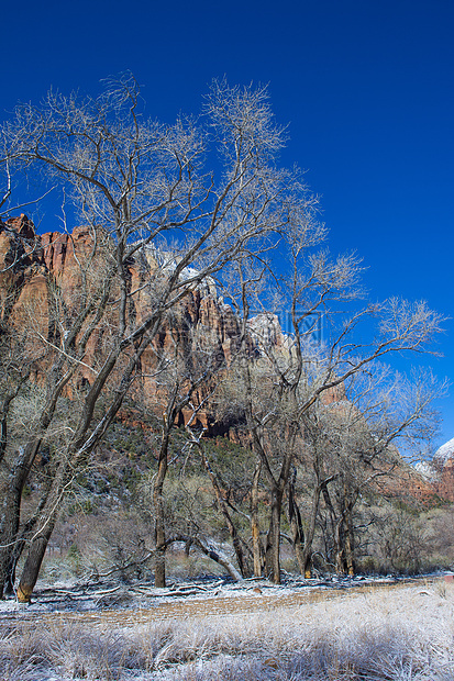 锡安公园岩石国家石头峡谷假期公园橙子蓝色树木游客图片