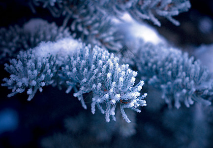 芽树上的冬霜宏观季节雪堆针叶太阳墙纸松树场景天气木头图片