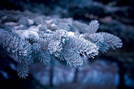 芽树上的冬霜雪花云杉天气季节针叶宏观松树太阳墙纸木头图片