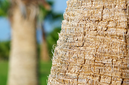 棕榈树树皮自然纹理背景棕榈线条课程木头脆皮图片
