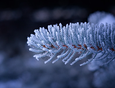 芽树上的冬霜云杉雪堆针叶场景雪花松树天气木头墙纸季节图片