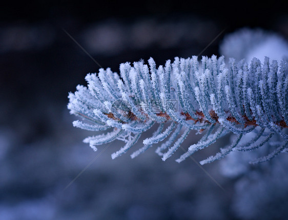 芽树上的冬霜云杉雪堆针叶场景雪花松树天气木头墙纸季节图片