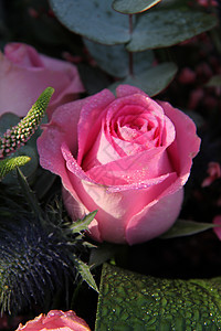 粉红玫瑰上落下露滴作品植物植物学水滴花瓣植物群花朵花束阵雨图片
