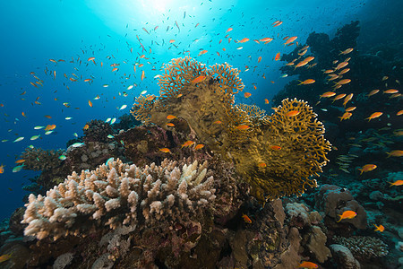 红海热带珊瑚礁和鱼类珊瑚盐水生活海景太阳潜水太阳光场景射线异国图片