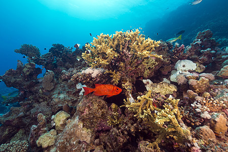 红海热带珊瑚礁和鱼类盐水射线太阳潜水场景异国生活植物阳光太阳光图片