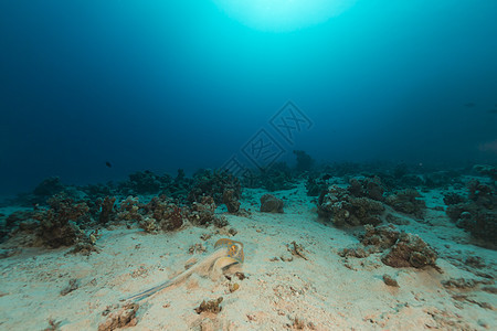 红海的蓝斑刺和热带珊瑚礁海景情调蓝色异国珊瑚海洋潜水太阳光射线天堂图片