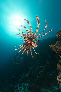 红海的狮子鱼和热带珊瑚礁蓝色植物太阳光阳光生活天堂场景情调潜水海景图片