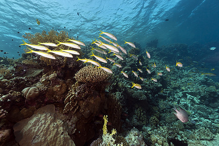红海热带珊瑚礁和鱼类海洋射线场景天堂异国海景太阳珊瑚植物盐水图片