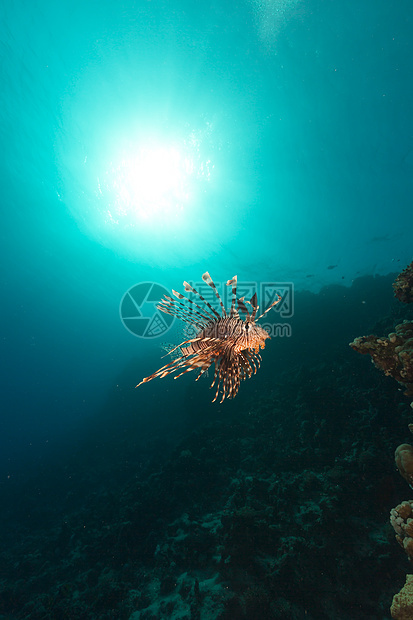 红海的狮子鱼和热带珊瑚礁生活盐水珊瑚海洋太阳光天堂阳光蓝色潜水太阳图片