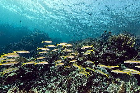 红海热带珊瑚礁和鱼类盐水场景阳光太阳光海洋潜水植物海景珊瑚蓝色图片