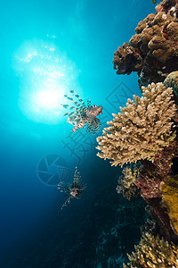 红海的狮子鱼和热带珊瑚礁太阳天堂生活阳光植物盐水蓝色海景情调潜水图片