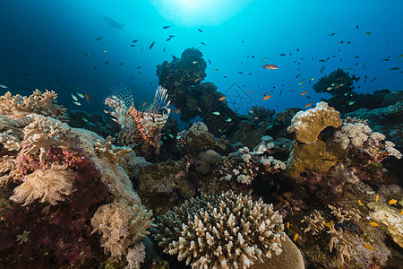 红海热带珊瑚礁和鱼类蓝色异国植物潜水盐水阳光天堂珊瑚海景情调图片