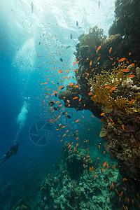 红海热带珊瑚礁和鱼类潜水天堂太阳盐水阳光蓝色场景海洋珊瑚海景图片
