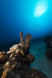 红海热带珊瑚礁和鱼类情调蓝色射线珊瑚场景植物阳光潜水太阳太阳光图片