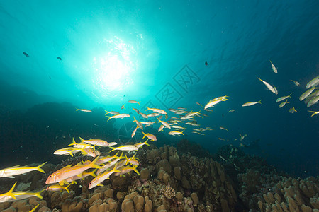 红海的黄鳍山羊鱼热带阳光盐水情调异国珊瑚潜水海洋太阳光射线图片