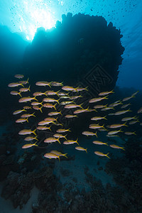 红海的黄鳍山羊鱼太阳光天堂阳光太阳异国射线海景植物珊瑚热带图片