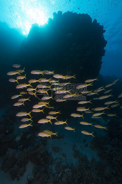 红海的黄鳍山羊鱼太阳光天堂阳光太阳异国射线海景植物珊瑚热带图片
