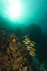 红海的黄鳍山羊鱼热带珊瑚太阳盐水蓝色情调海景射线潜水鲇鱼图片