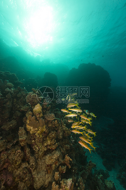 红海的黄鳍山羊鱼热带珊瑚太阳盐水蓝色情调海景射线潜水鲇鱼图片