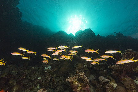 红海的黄鳍山羊鱼潜水天堂射线珊瑚异国情调蓝色阳光植物盐水图片