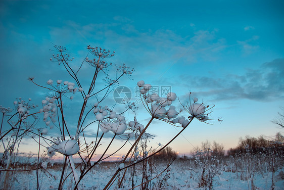 冬天的景象 冻住的花朵图片