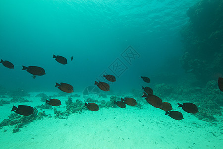 红海的鱼类和水生生物潜水珊瑚天堂阳光异国太阳海景生活热带场景图片