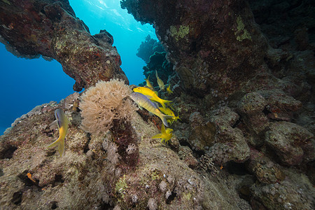 红海的黄山羊鱼和水生生物阳光生活珊瑚太阳光天堂海景太阳鲇鱼射线海洋图片