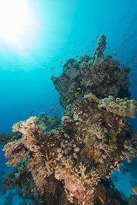 红海的鱼类和水生生物潜水珊瑚海洋异国蓝色太阳天堂阳光海景植物图片