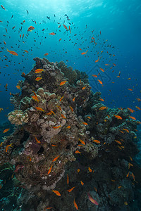 红海的鱼类和水生生物蓝色植物海洋海景情调天堂射线阳光盐水场景图片